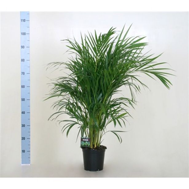 AREKA PALMA L19