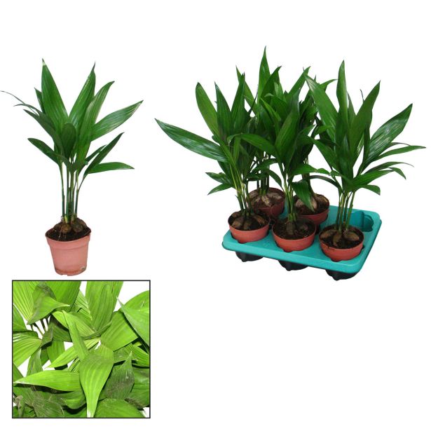 AREKA PALMA DECORUM L12 CM