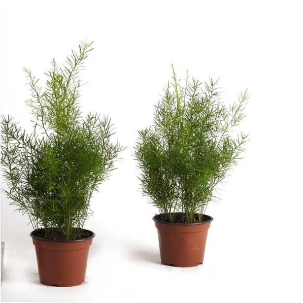 ASPARAGUS SPRENGERI LIMITED L12