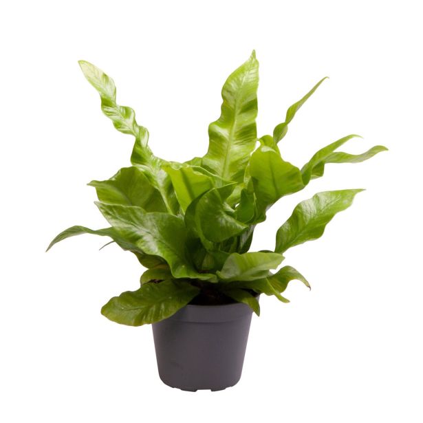 PRAPROT ASPLENIUM NIDUS CRISPY WAVE L12 VIŠ 25 C