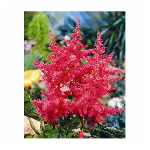 POLETI CVETOČA ČEBULICA HOLLAND BULB MARKET ASTILBE ANITA PFEIFER