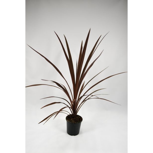 STRUKTURNA NECVETOČA RAS. AUSTRALSKA KORDILINA L13