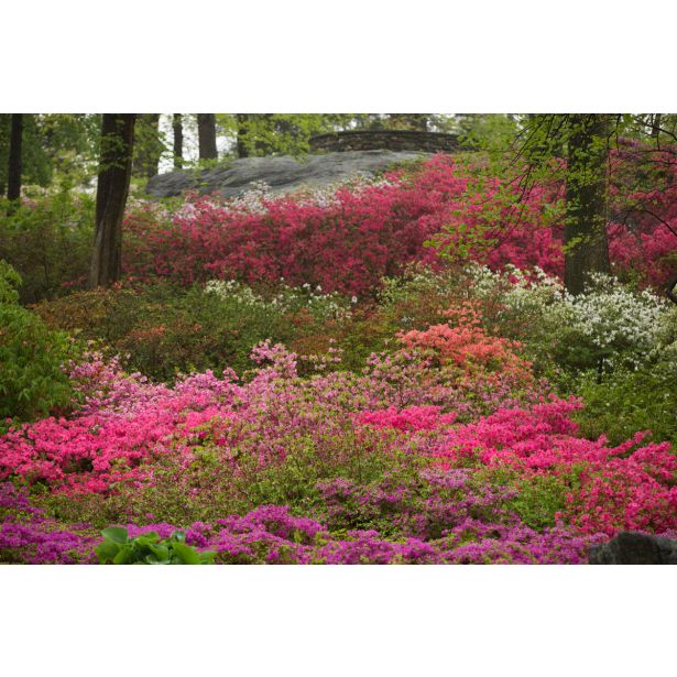 AZALEJA JAPONSKA L14 CM