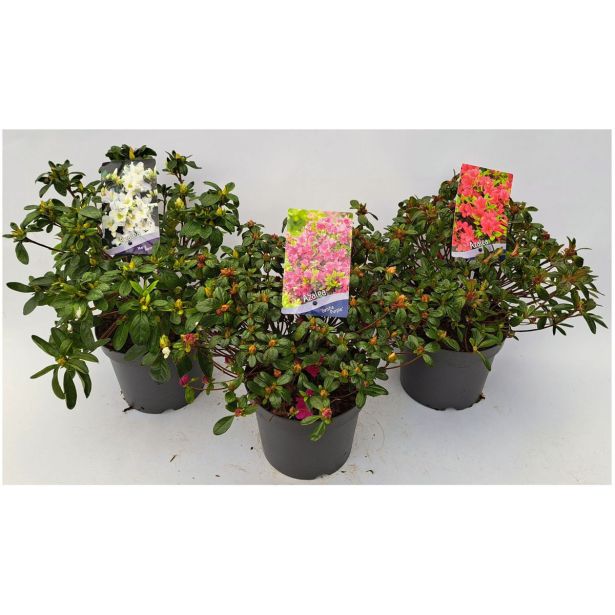 AZALEJA JAPONSKA MIX L2 L