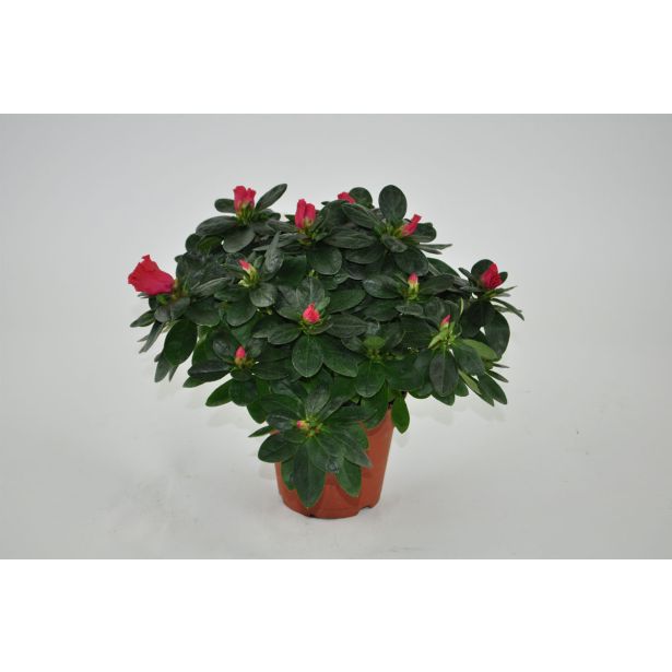 AZALEJA JAPONSKA RDEČA L12 CM