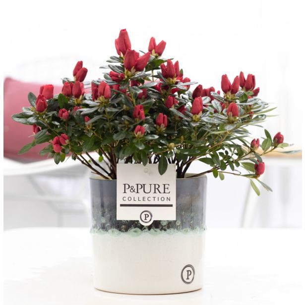 AZALEJA RODODENDRON SIM MIX L12 V LONČKU