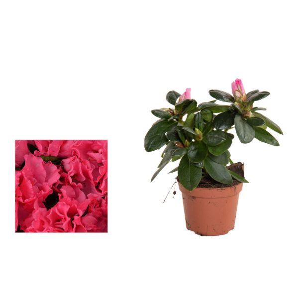AZALEJA SLEČ L14 RHODODENDRON SIM.MIXED