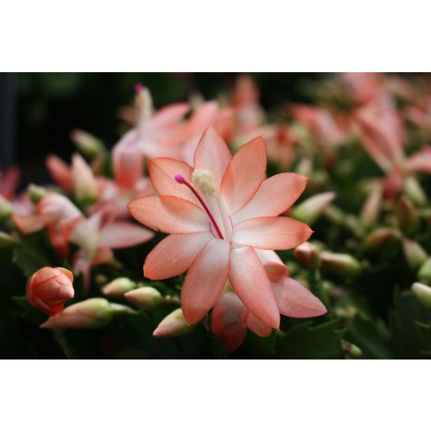 AZALEJA SOBNA L13 CM