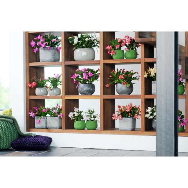 AZALEJA SOBNA L13 CM