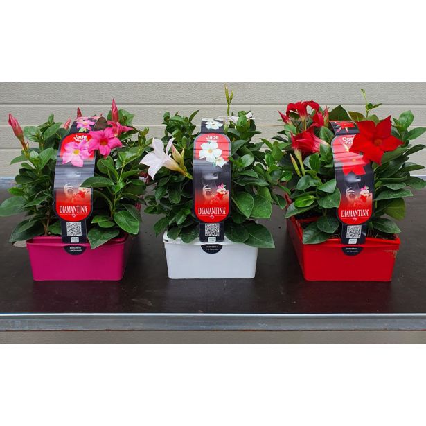 BALKONSKA RASTLINA DIPLADENIA KULTIPAK 6/1