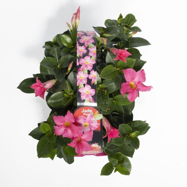 BALKONSKA RASTLINA DIPLADENIA KULTIPAK 6/1