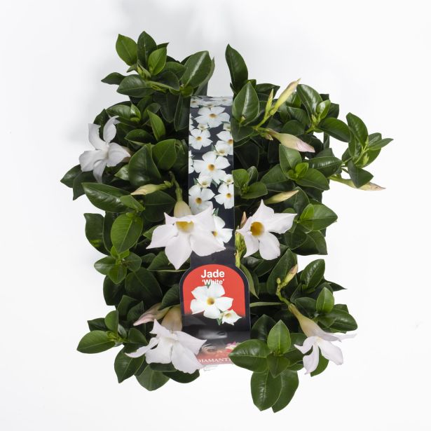 BALKONSKA RASTLINA DIPLADENIA KULTIPAK 6/1