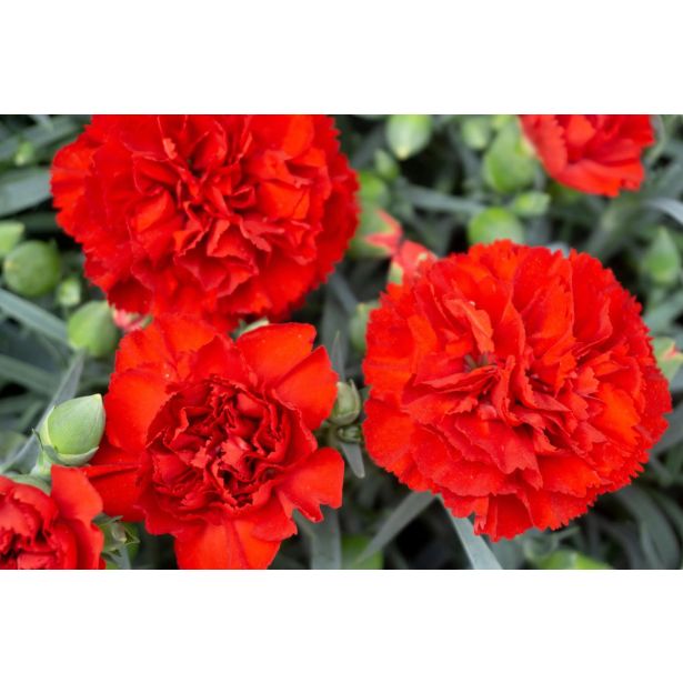 BALKONSKA RASTLINA VISEČI NAGELJ L10 CM