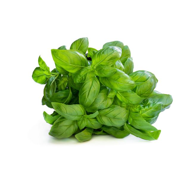 BAZILIKA L'ORTO FRUTTIFERO GENIALE KULTIPAK 8/1