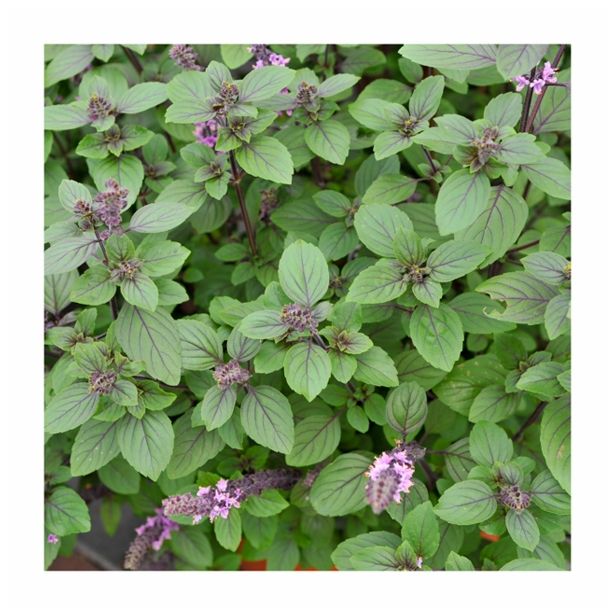 BAZILIKA VOLMARY GRMIČASTA L12