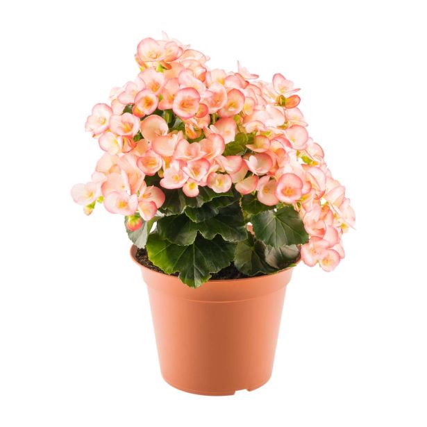 BEGONIJA BELOVE L14 MARELIČNA VIŠ 28CM