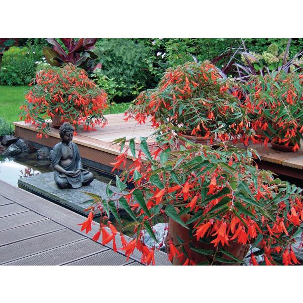 BEGONIJA BONFIRE L12