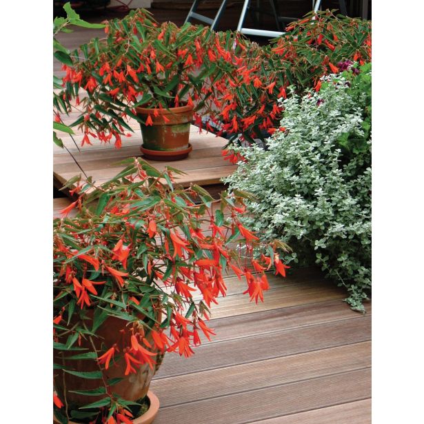 BEGONIJA BONFIRE L12