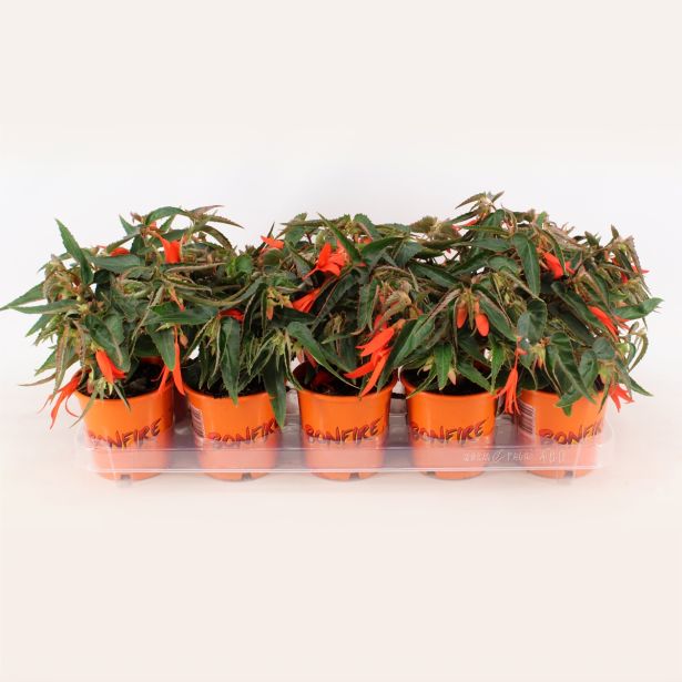 SEZONSKA RASTLINA BEGONIJA BONFIRE MIX L12
