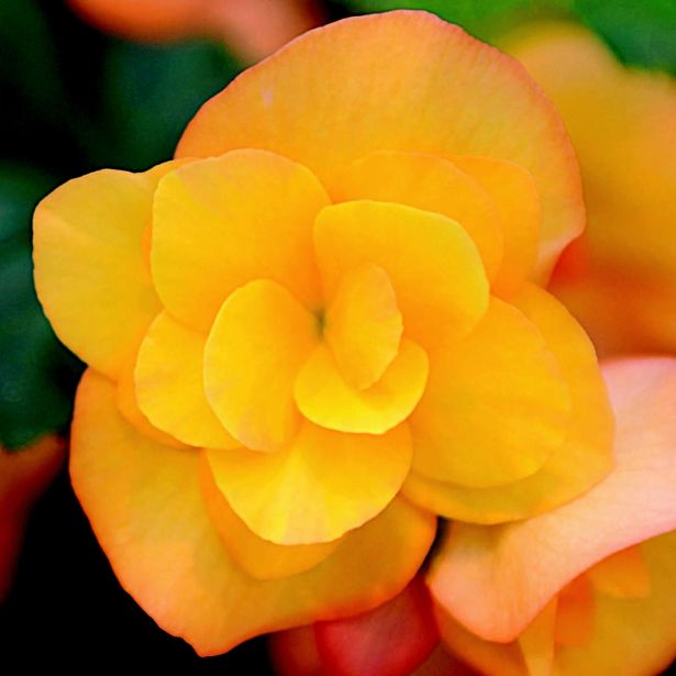 BEGONIJA ELATIOR SUNPLEASURE L12