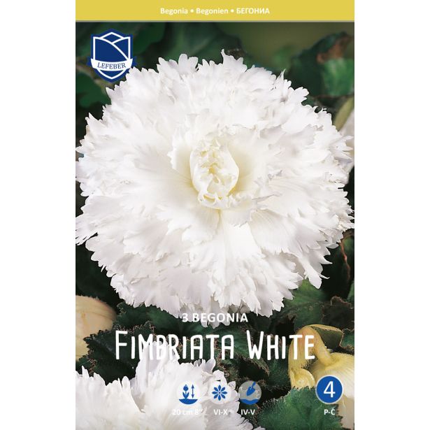 BEGONIJA LEFEBER FIMBRIATA BELA 3KOS