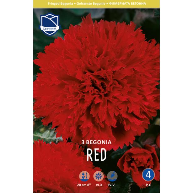 BEGONIJA LEFEBER FIMBRIATA RDEČA 3KOS