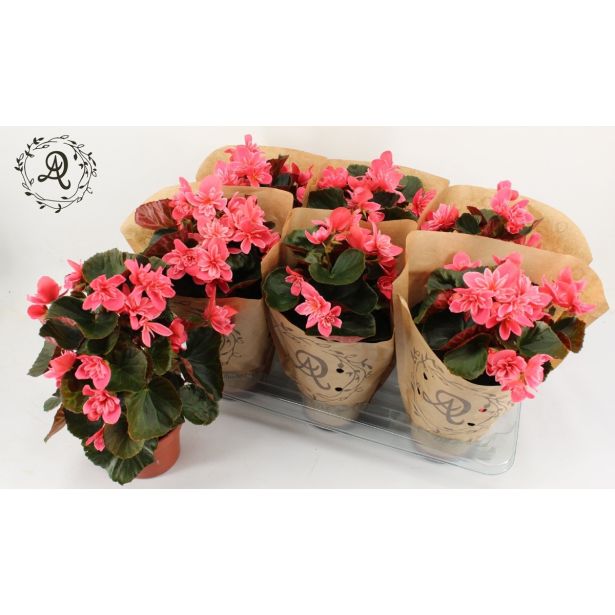 BEGONIJA MIX V PAPIRNEM OVOJU L14 EL. HALF