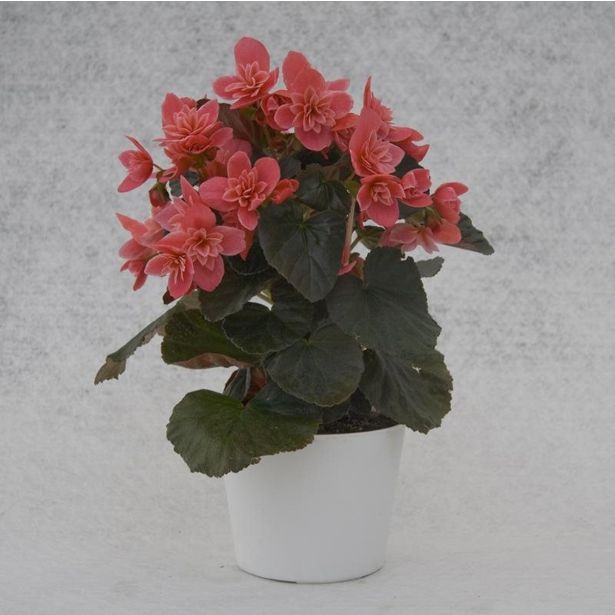 BEGONIJA MIX V PAPIRNEM OVOJU L14 EL. HALF