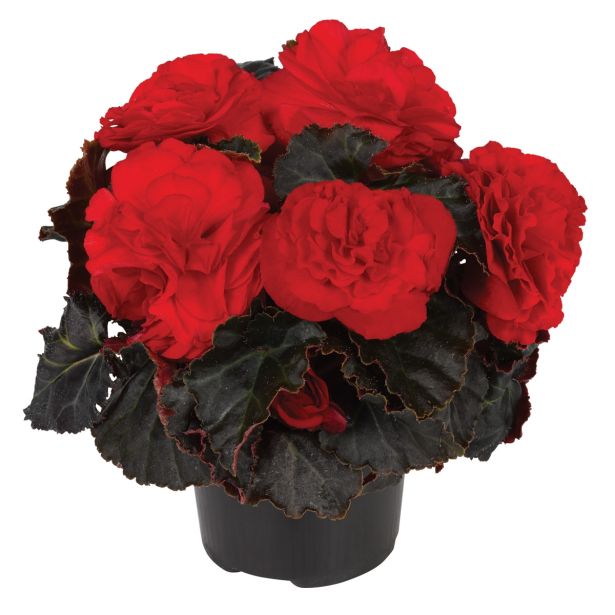 BEGONIJA TUBERHYBRIDA LONEC 12