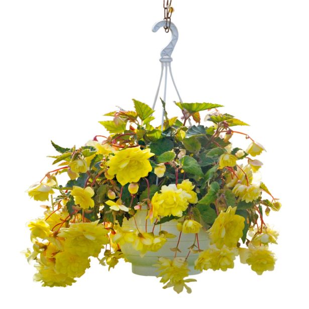 BEGONIJA TUBERHYBRIDA LONEC 12