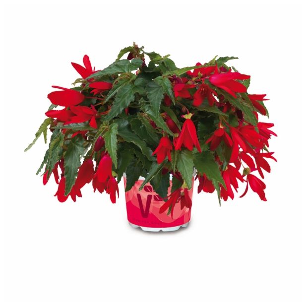 BEGONIJA VOLMARY X BOLIVIENSIS BELLAVISTA L12