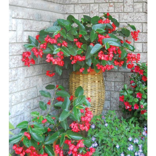 BEGONIJA ZMAJEVO KRILO L12 DRAGON WING