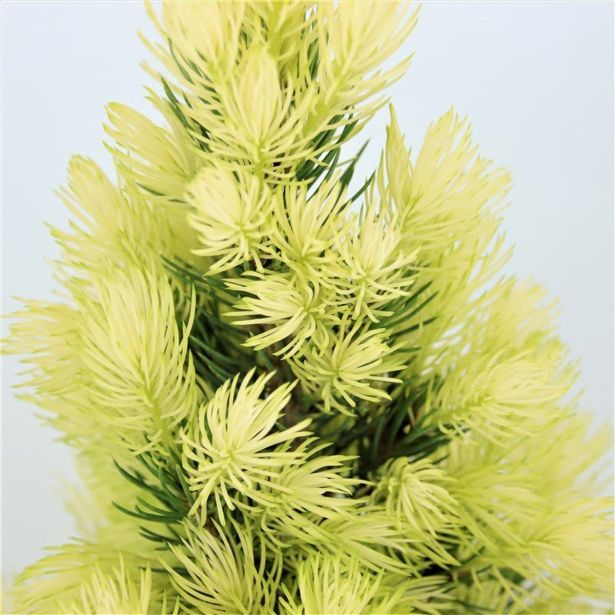 SMREKA BELA DAISY'S WHITE L19