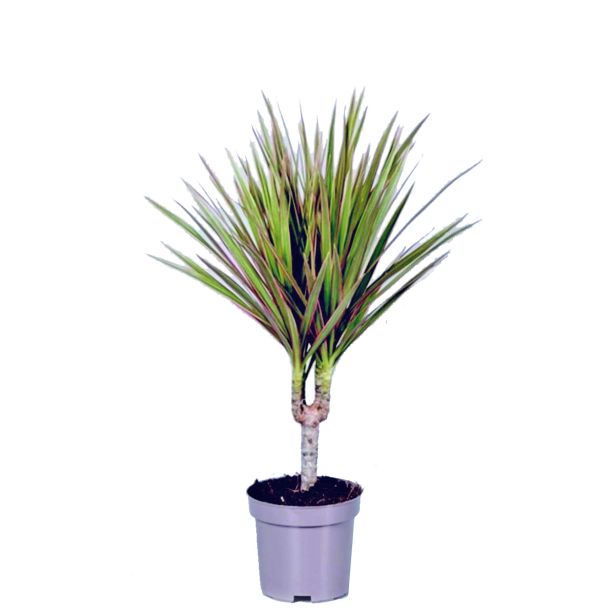 ZMAJEVKA BICOLOR L11