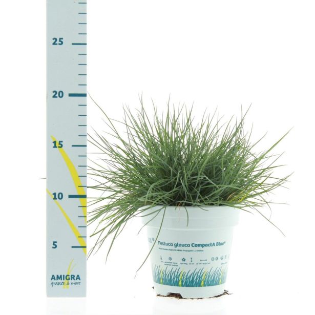 TRAVE BILNICAL COMPACTA BLUE L10.5