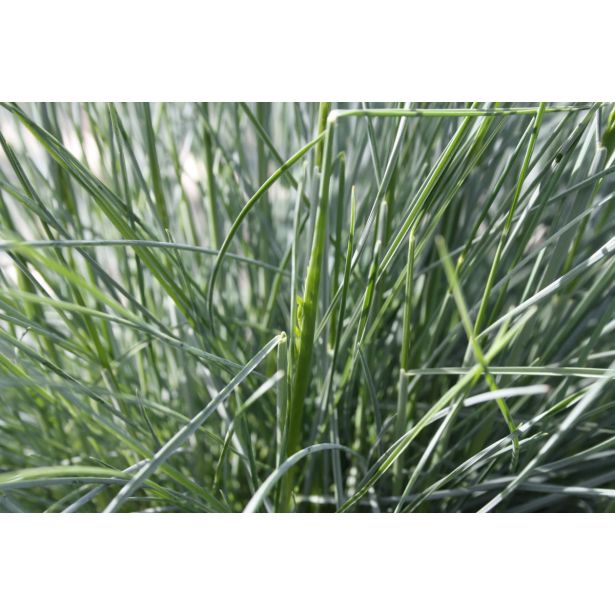 TRAVE BILNICAL COMPACTA BLUE L10.5