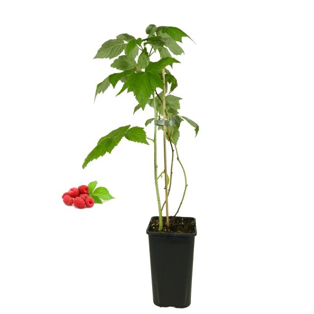 MALINA BIO RDEČA L19