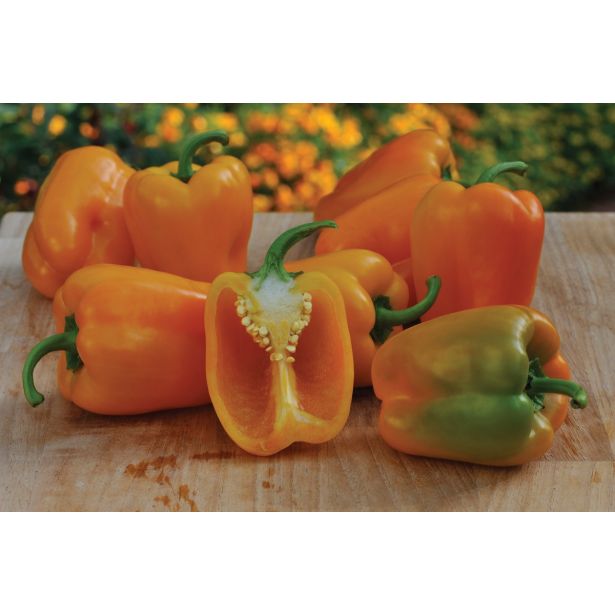 PLODOVKE VOLMARY BLOK PAPRIKA ALMIRA MIDI YELLOW