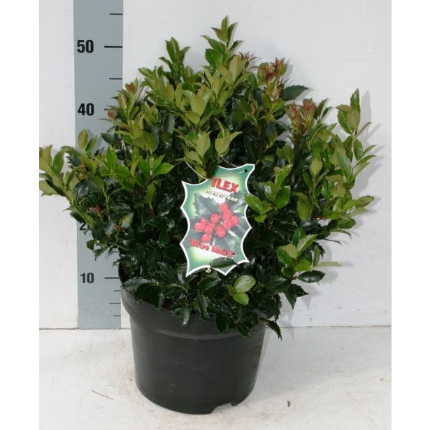 BODIKA BLUE MAID L26