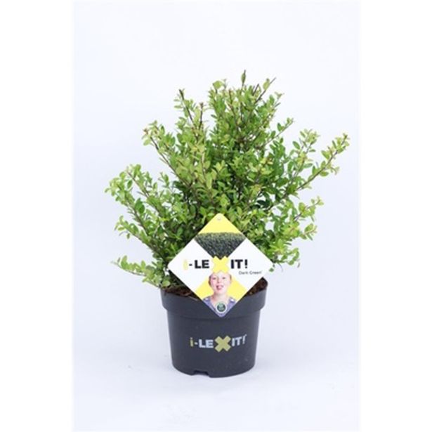 BODIKA DARK GREEN L17