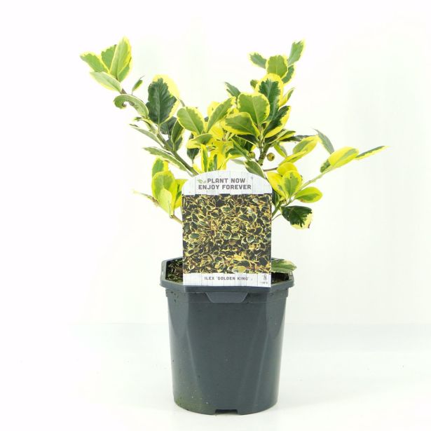 BODIKA GOLDEN KING L2 L