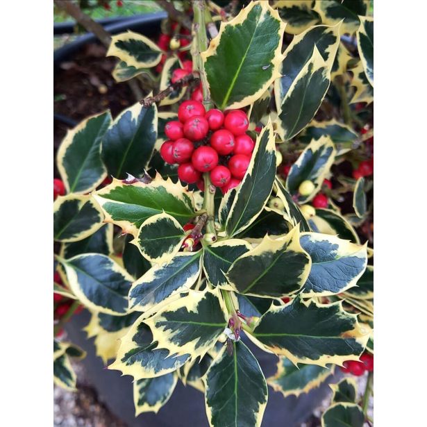 BODIKA ILEX AQUIFOLIUM-BOŽJE DREVCE L17 CM