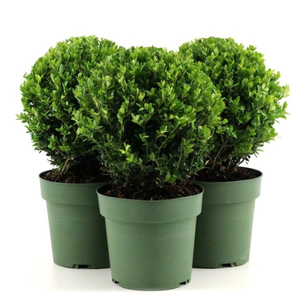 BODIKA JENNY KROGLA FI 20 CM L2 L