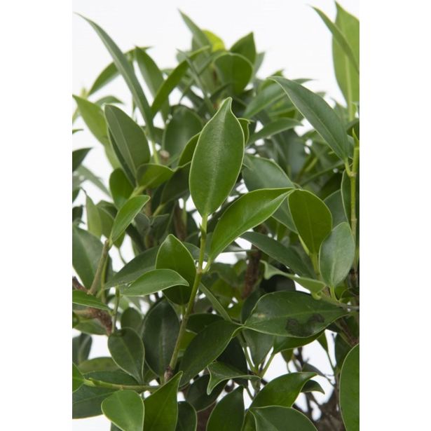 BONSAJ MIX OKR. LONEC L22