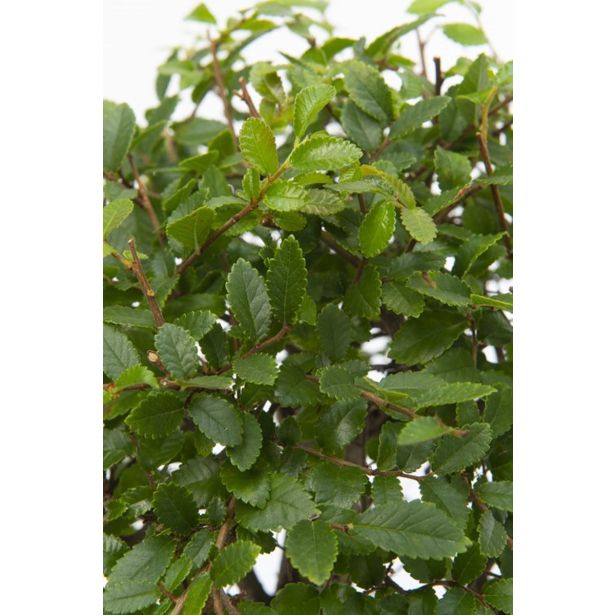 BONSAJ MIX OKR. LONEC L22