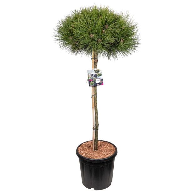 BOR ČRNI 'MARIE BREGEON' L38