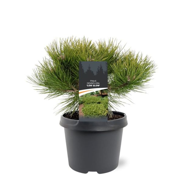 BOR DENSIFLORA LOW GLOW L3 L