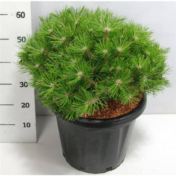 BOR JAPONSKI RDEČI LOW GLOW L38