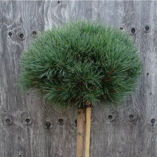 BOR MARTHAM NA STEBLU L33 V90