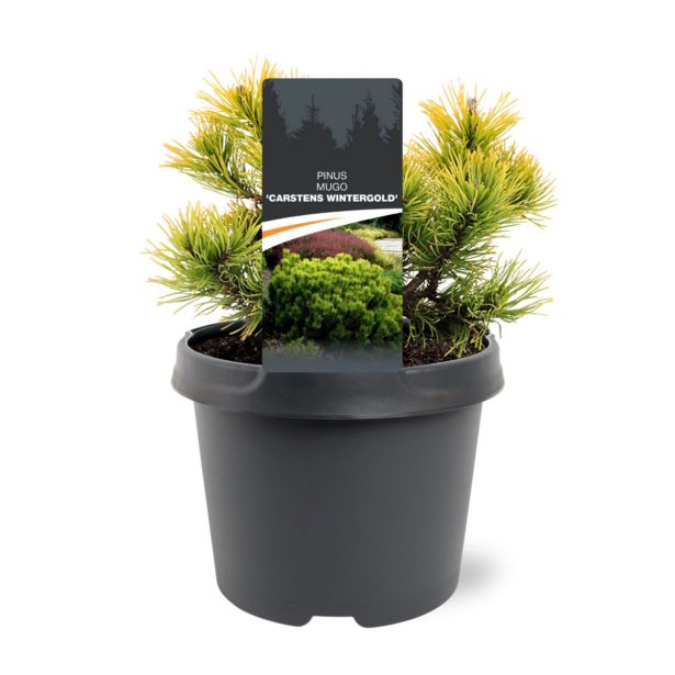 BOR MUGO CARSTEN'S WINTERGOLD L3 L